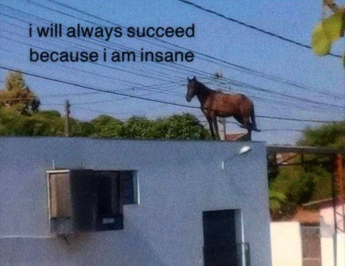 "I'm Insane" horse. Horse staying on top of the building, with the caption saying "I will always succeed because I'm insane"